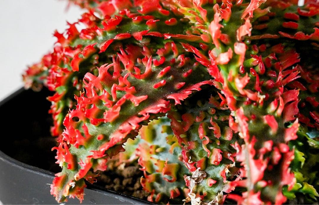 アロエハイブリッド