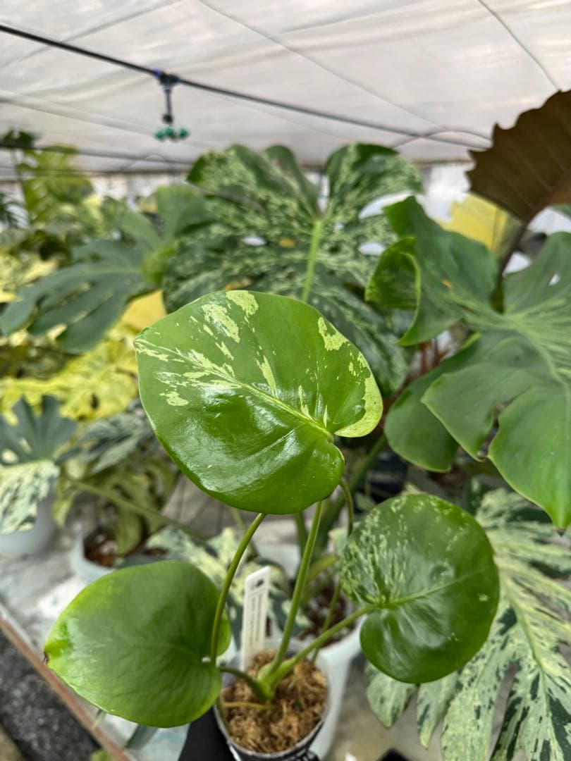 A3 モンステラ　デリシオーサ　ベトシオーサ　セレクトエディション斑入り