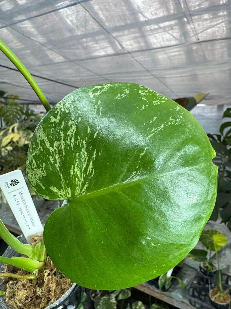 A3 モンステラ　デリシオーサ　ベトシオーサ　セレクトエディション斑入り