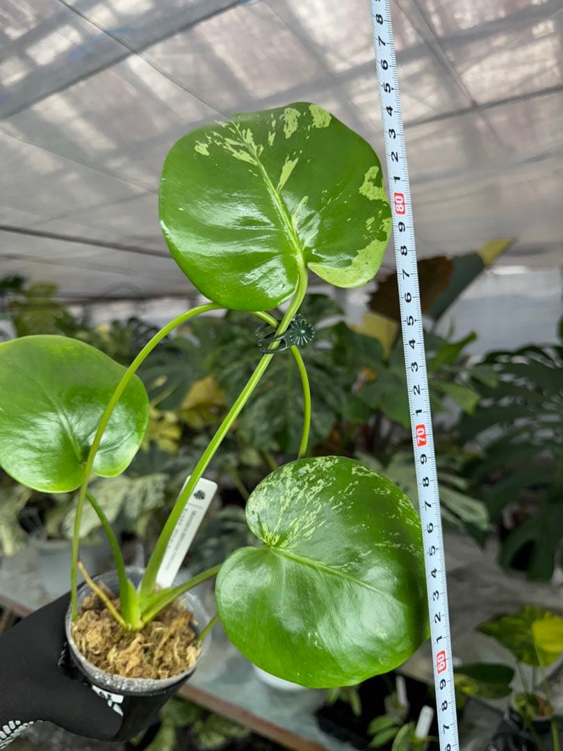 A3 モンステラ　デリシオーサ　ベトシオーサ　セレクトエディション斑入り