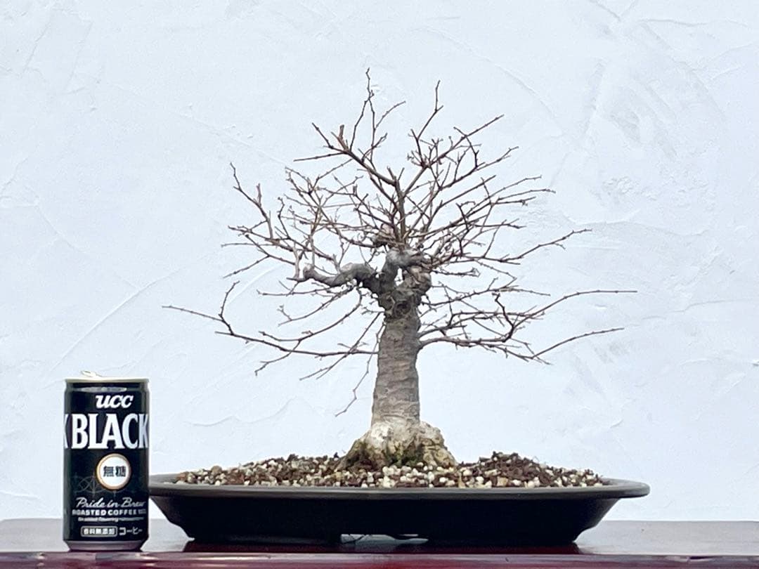 三河盆栽　ケヤキ　欅　箒立ち　ホウキ仕立て　素材　根張り良い　葉物　盆栽　古木