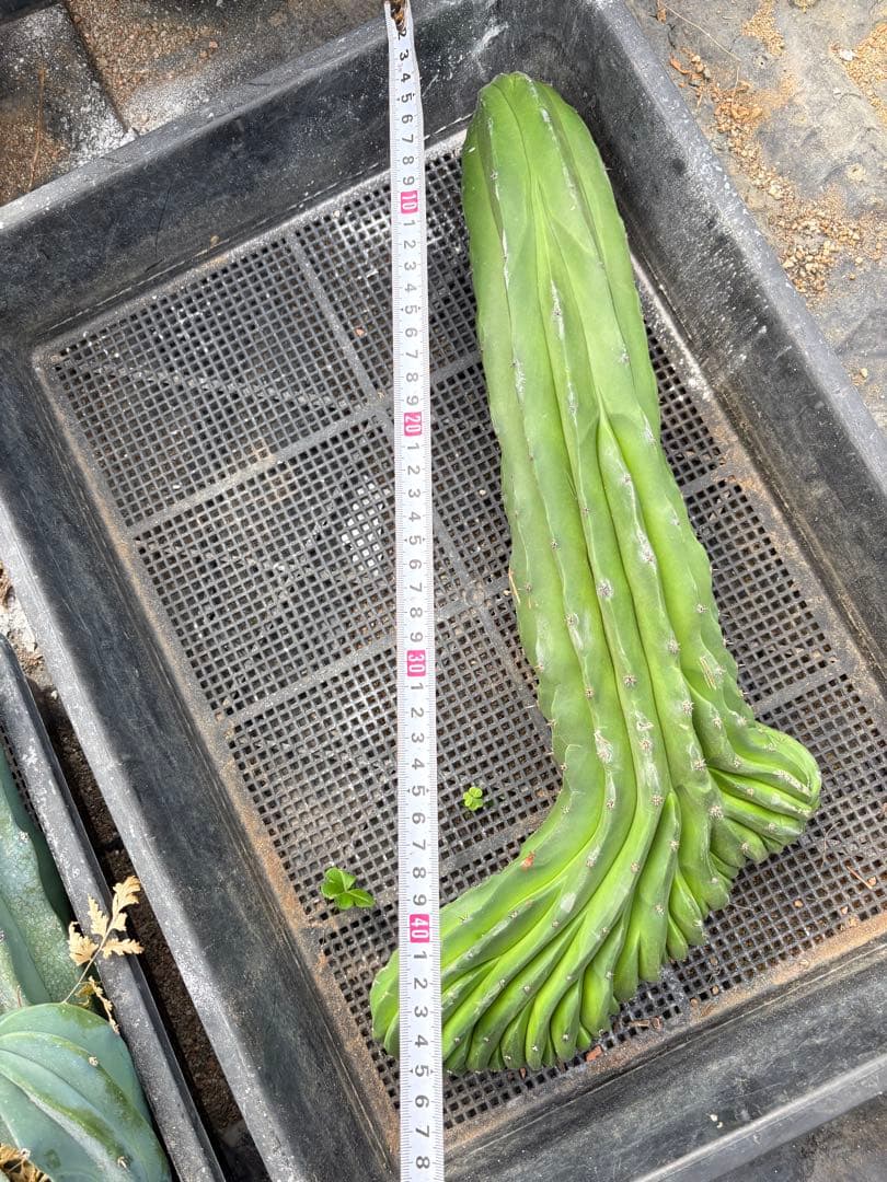 仙人閣　綴化　サボテン