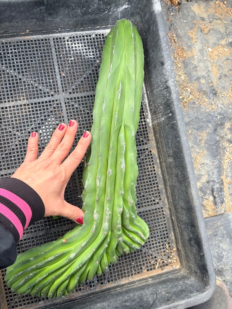 仙人閣　綴化　サボテン