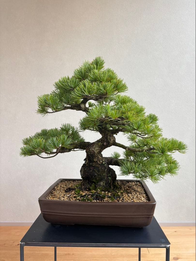 p*o様 五葉松　盆栽　中品　展示会即戦力　模様木　足元太い　コケ順良い