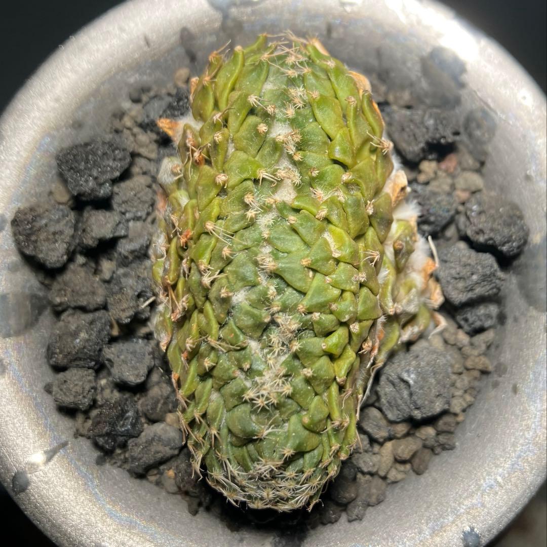 ペレキフォラ　銀牡丹　綴化　カキコ　実根　開花株　検）グラキリス　黒王丸