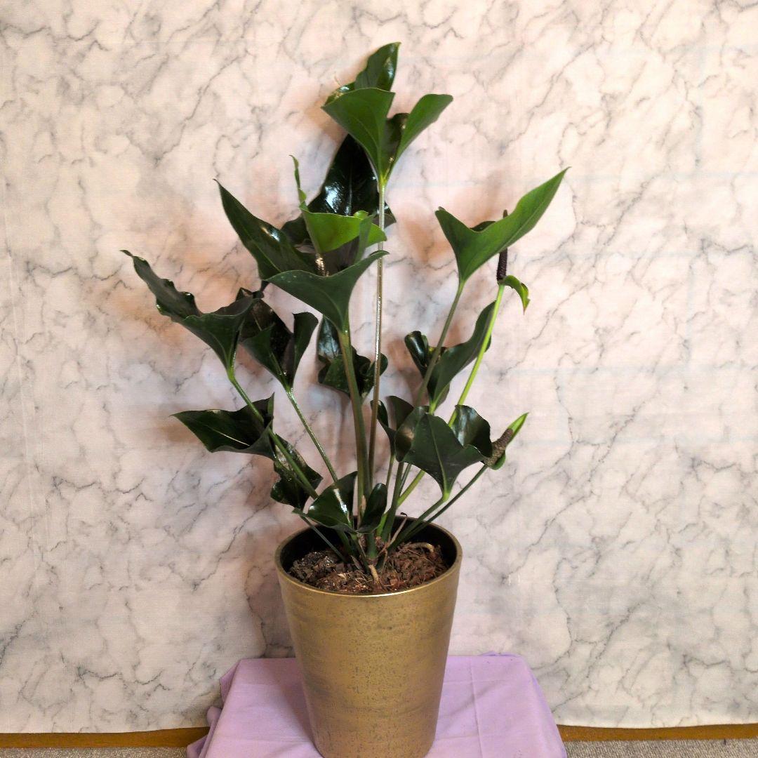 8700⤵️❇ぶっ飛びムササビ？南海のエイ群れ？アロー・アンスリューム 8号鉢