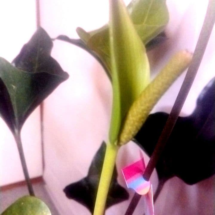 8700⤵️❇ぶっ飛びムササビ？南海のエイ群れ？アロー・アンスリューム 8号鉢