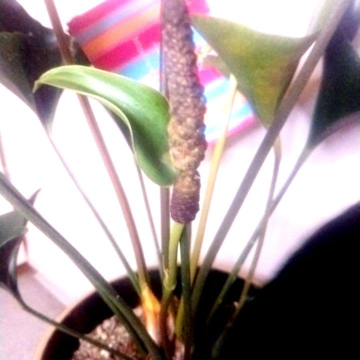 8700⤵️❇ぶっ飛びムササビ？南海のエイ群れ？アロー・アンスリューム 8号鉢