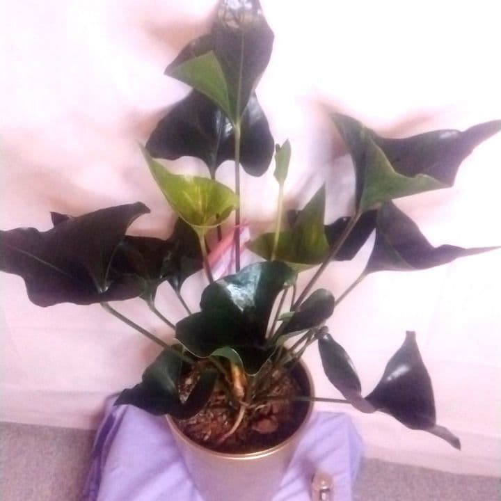 8700⤵️❇ぶっ飛びムササビ？南海のエイ群れ？アロー・アンスリューム 8号鉢