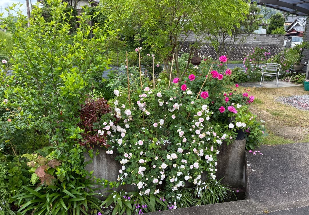 ER・ジェームズ・L. オースチン【大苗】イングリッシュローズ