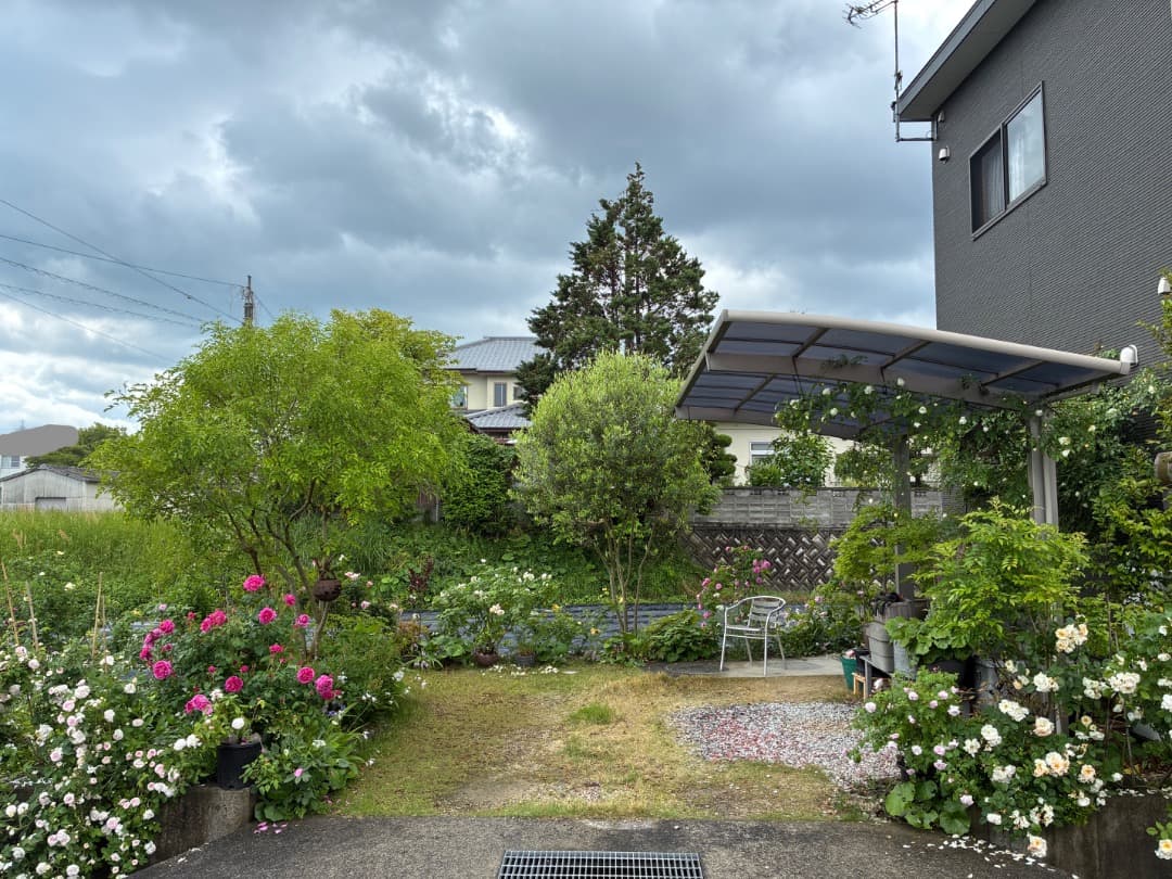 ER・ジェームズ・L. オースチン【大苗】イングリッシュローズ