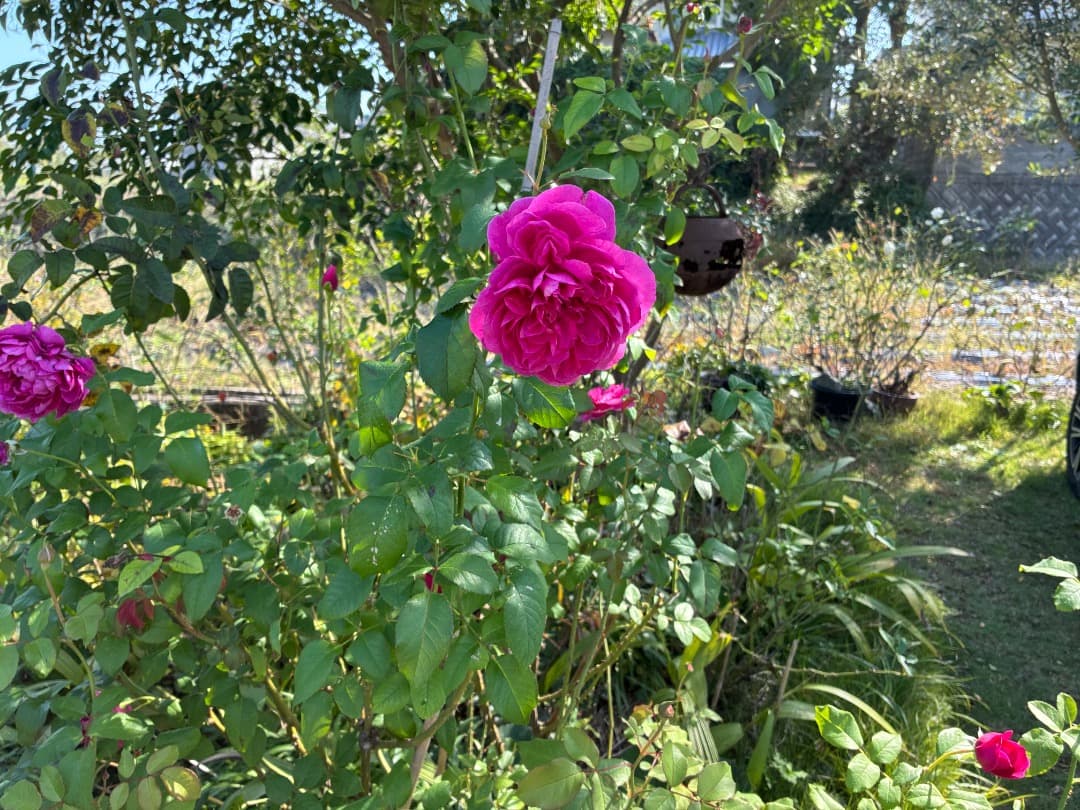 ER・ジェームズ・L. オースチン【大苗】イングリッシュローズ