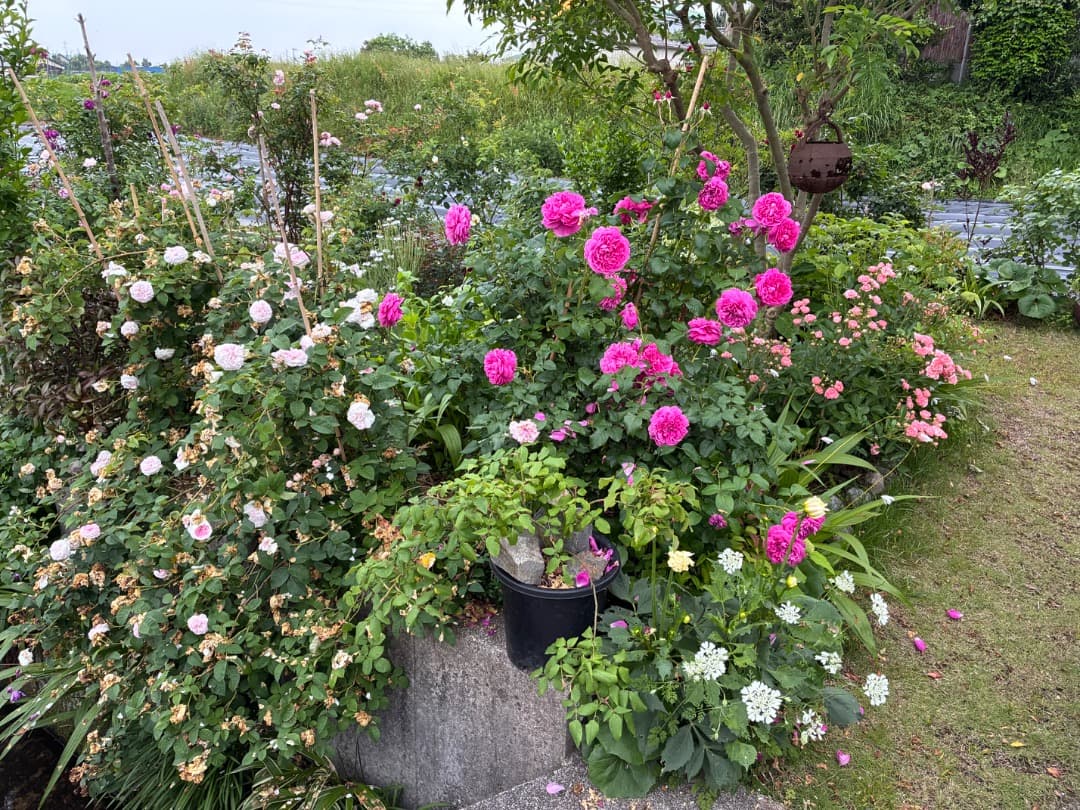 ER・ジェームズ・L. オースチン【大苗】イングリッシュローズ