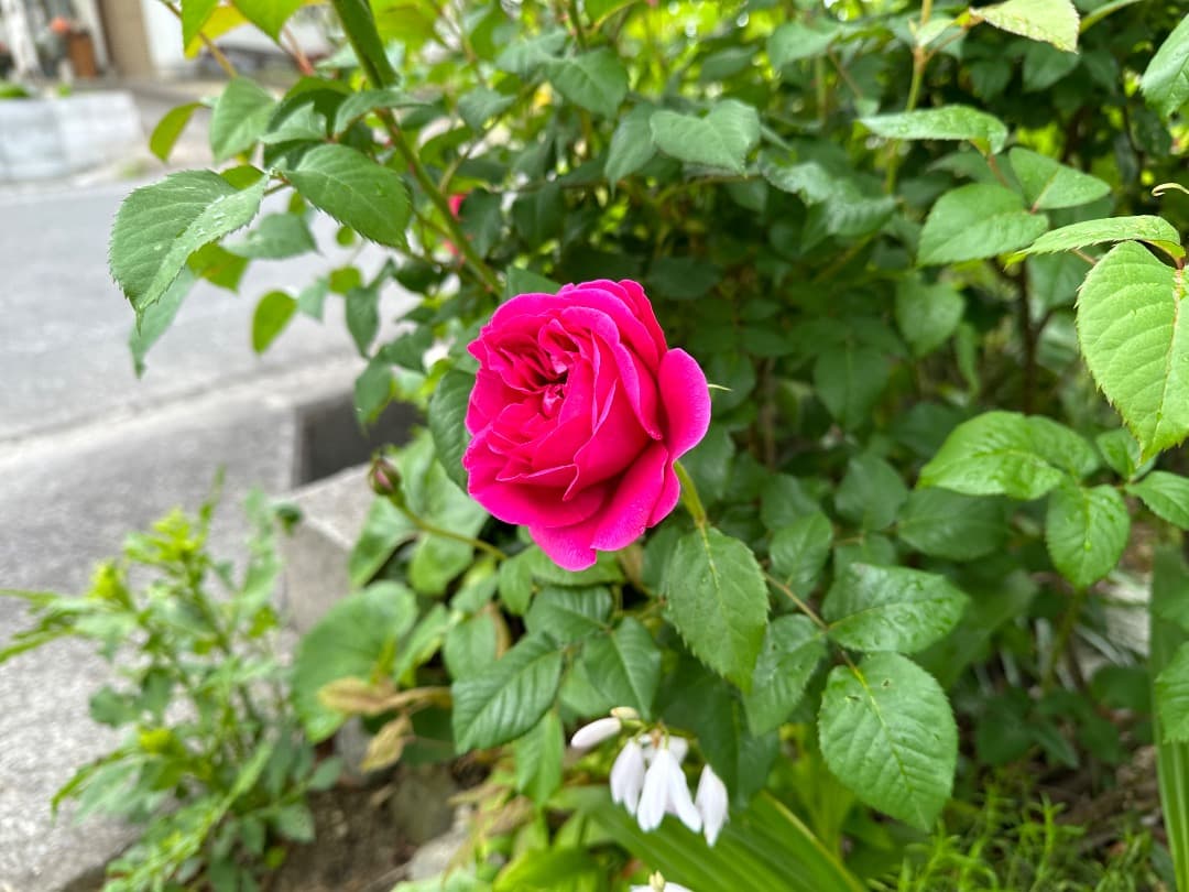 ER・ジェームズ・L. オースチン【大苗】イングリッシュローズ