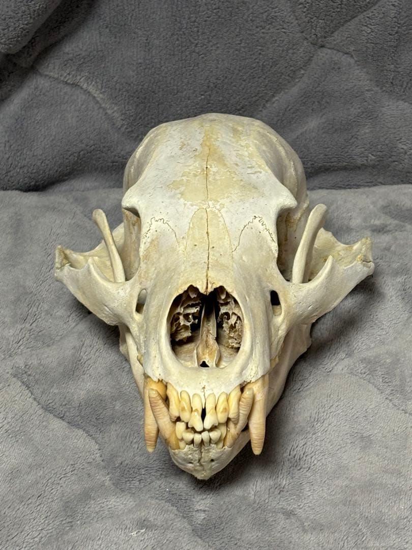 熊　ツキノワグマ　頭蓋骨　標本　魔除け