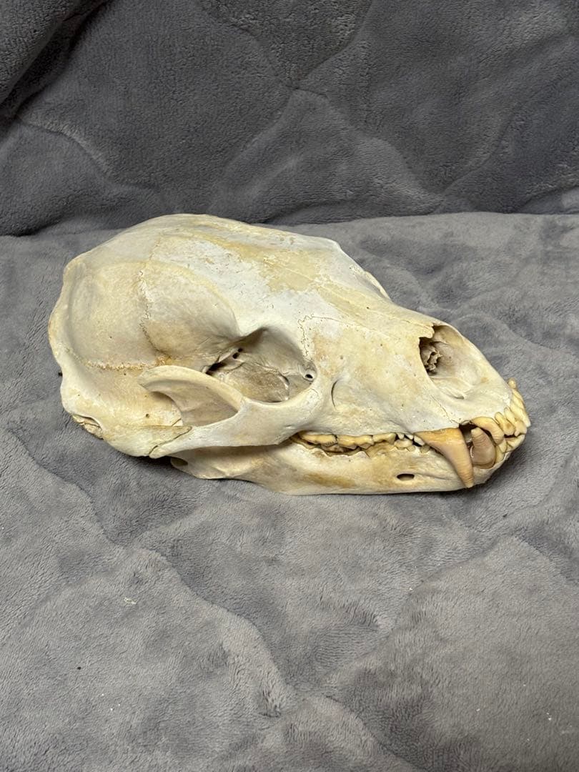 熊　ツキノワグマ　頭蓋骨　標本　魔除け