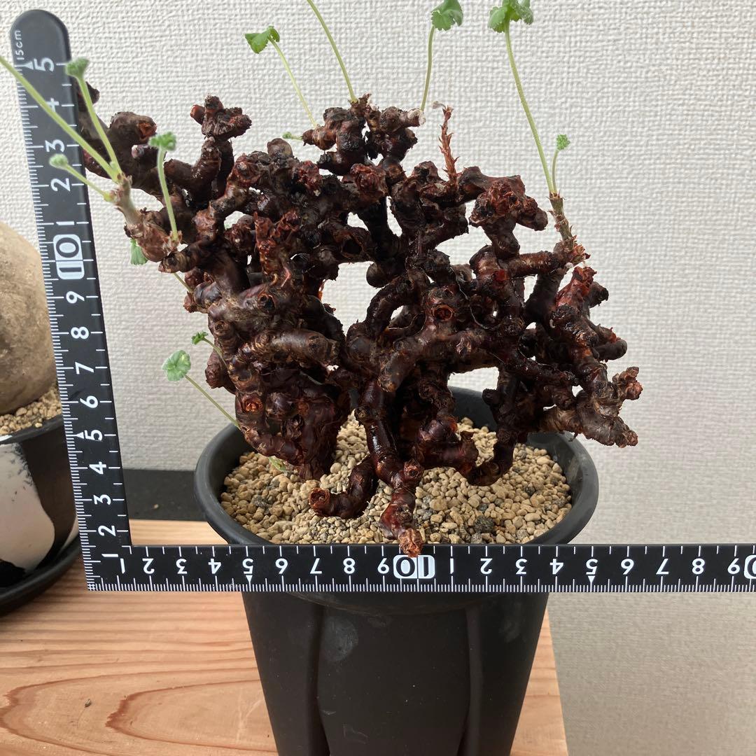 ペラルゴニウム ミラビレ 発根2年目