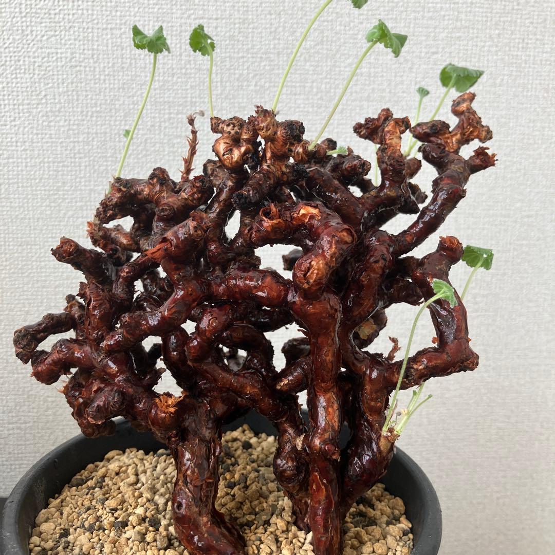 ペラルゴニウム ミラビレ 発根2年目