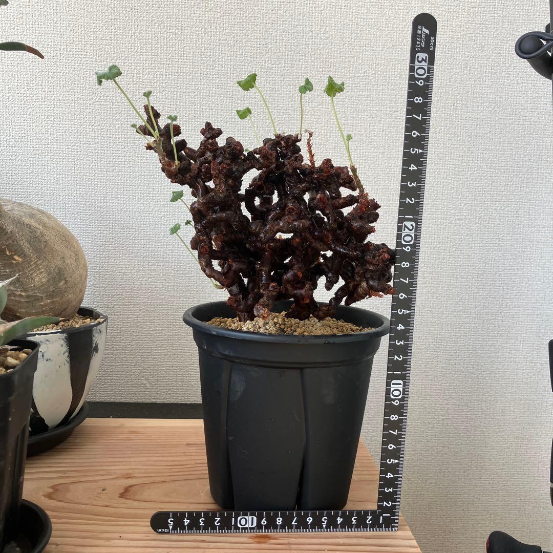 ペラルゴニウム ミラビレ 発根2年目