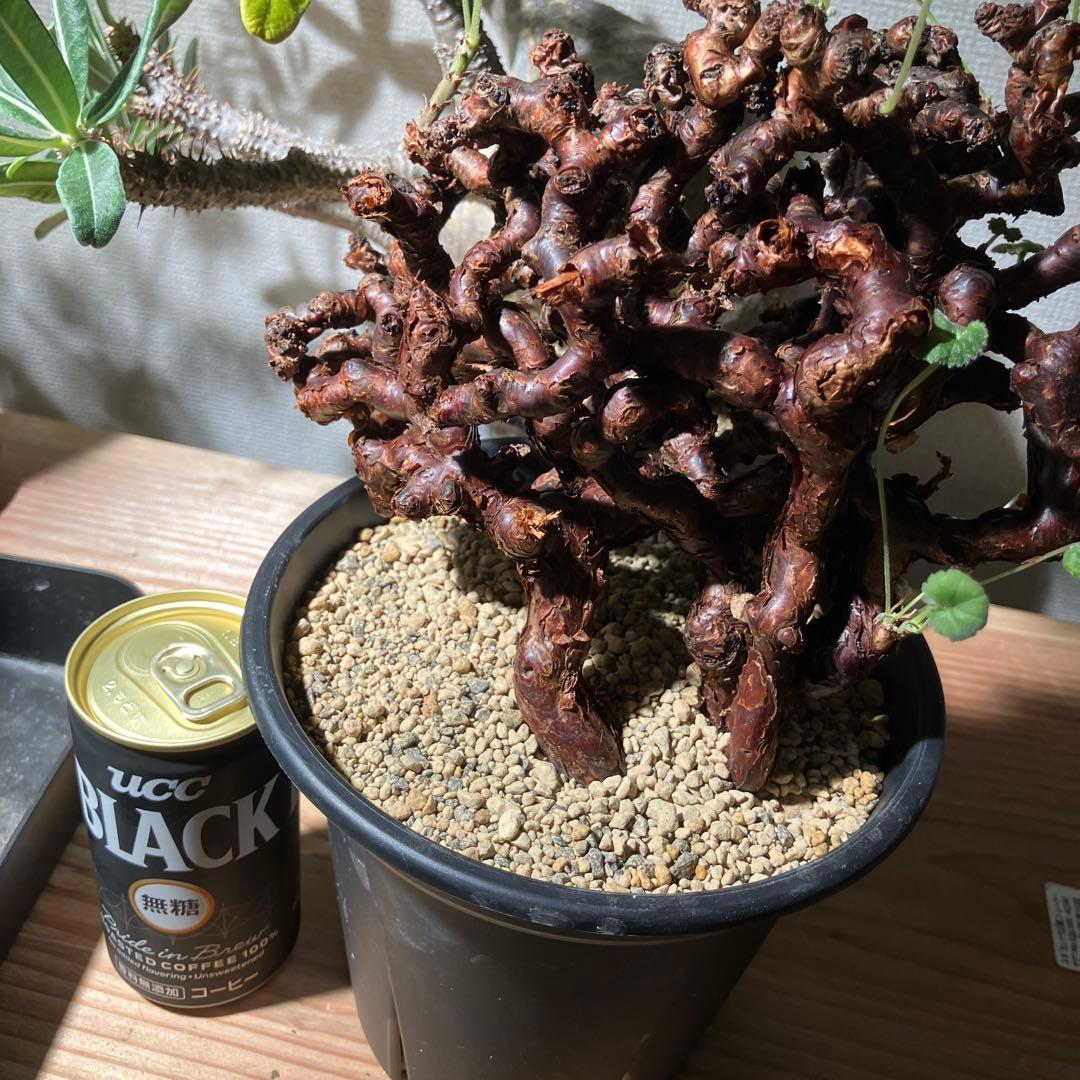 ペラルゴニウム ミラビレ 発根2年目