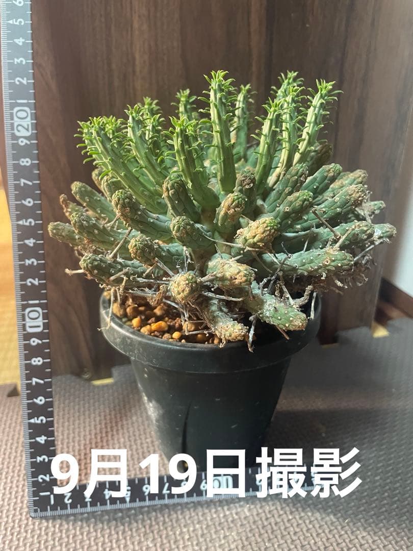 ユーフォルビアフスカ　現地株　発根済み