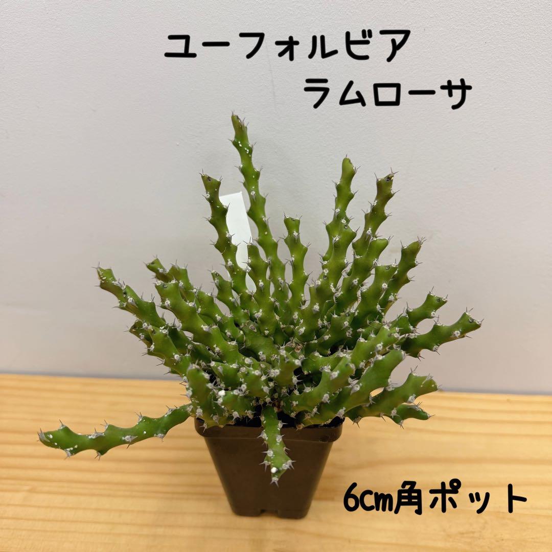 ユーフォルビア　ラムローサ　希少