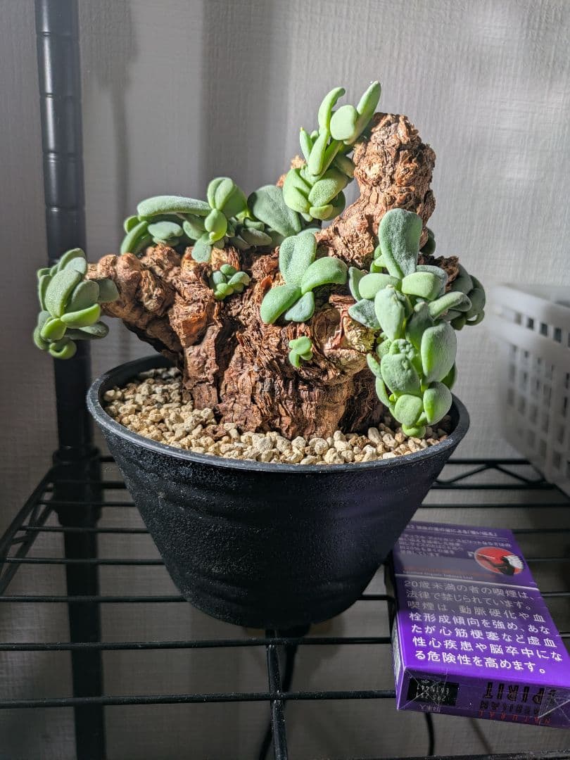 ケラリア ピグマエア 大株 発根済み 鉢発送