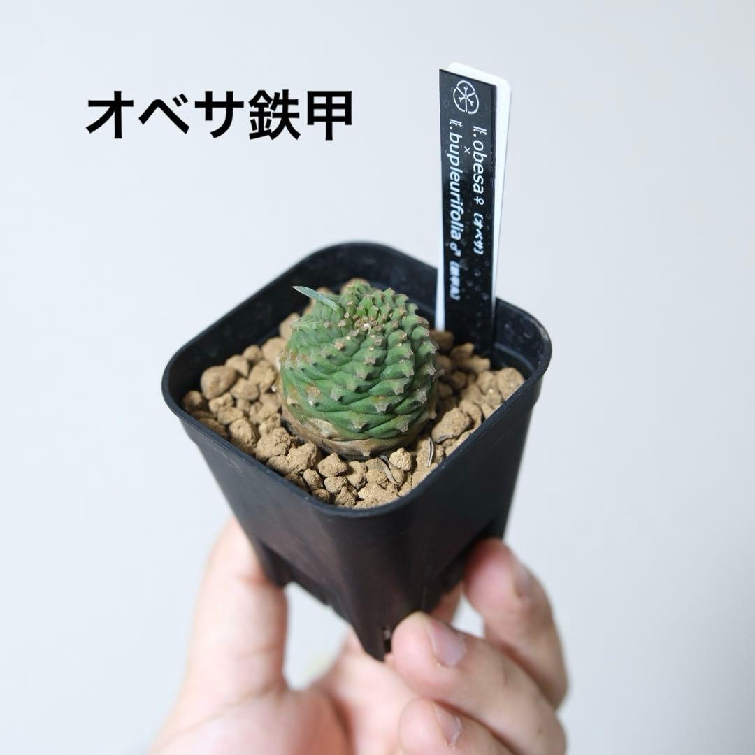 k*u様 オベサ鉄甲