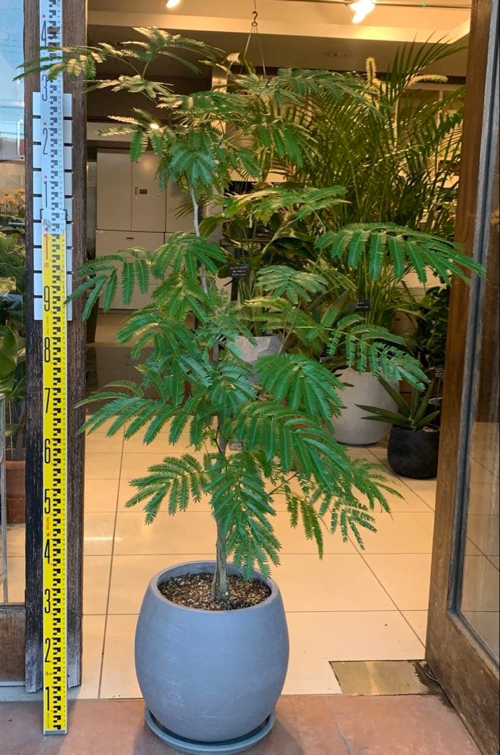 エバーフレッシュ ファイバー鉢　お皿付き