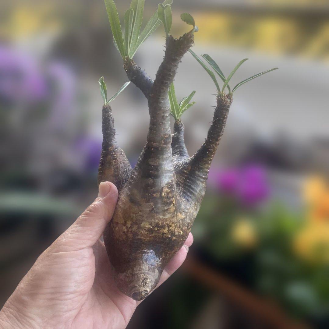 最新入荷 グラキリス 現地球