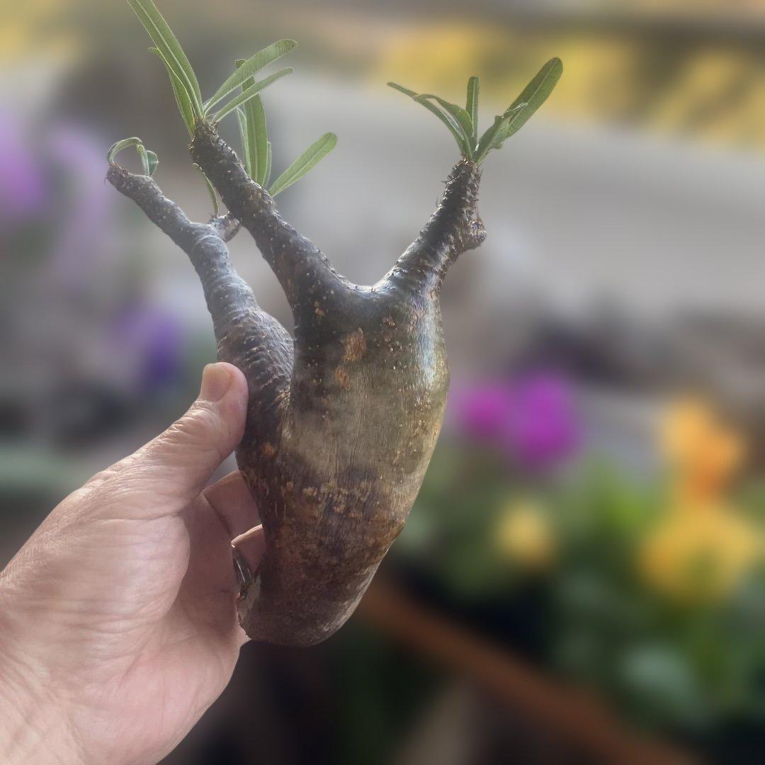 最新入荷 グラキリス 現地球