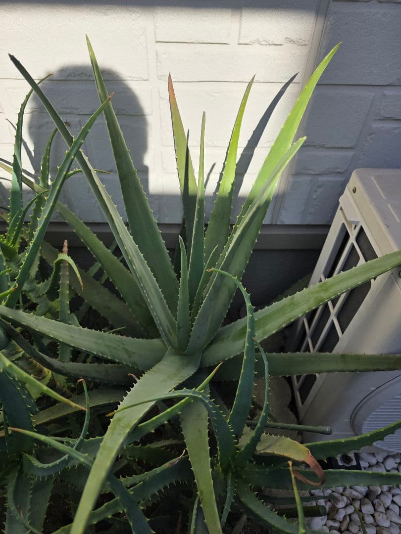 アロエ　アロエベラ？　1房