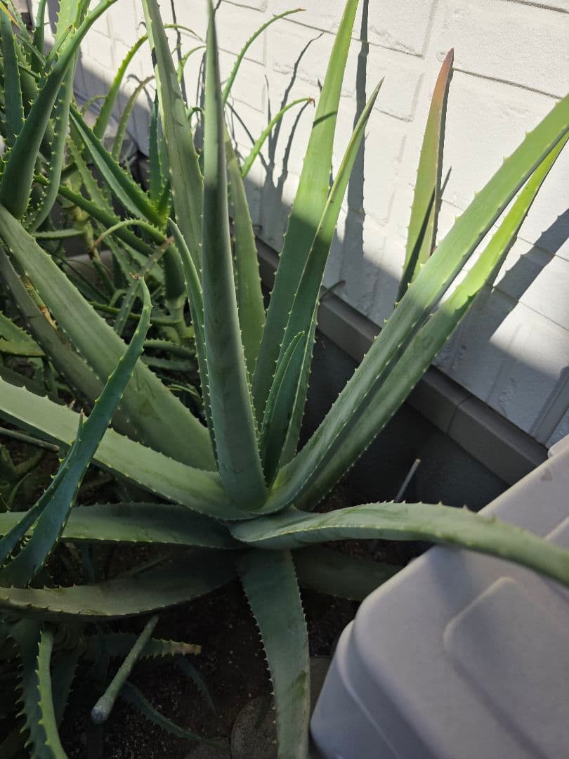 アロエ　アロエベラ？　1房