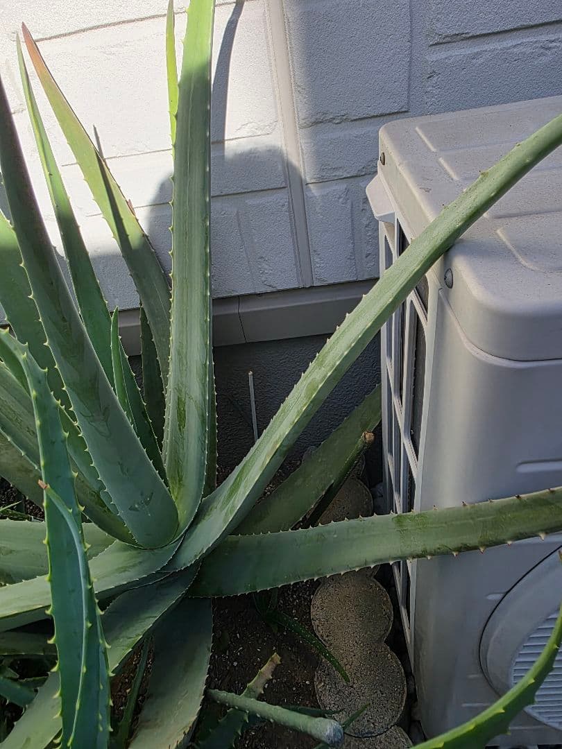 アロエ　アロエベラ？　1房