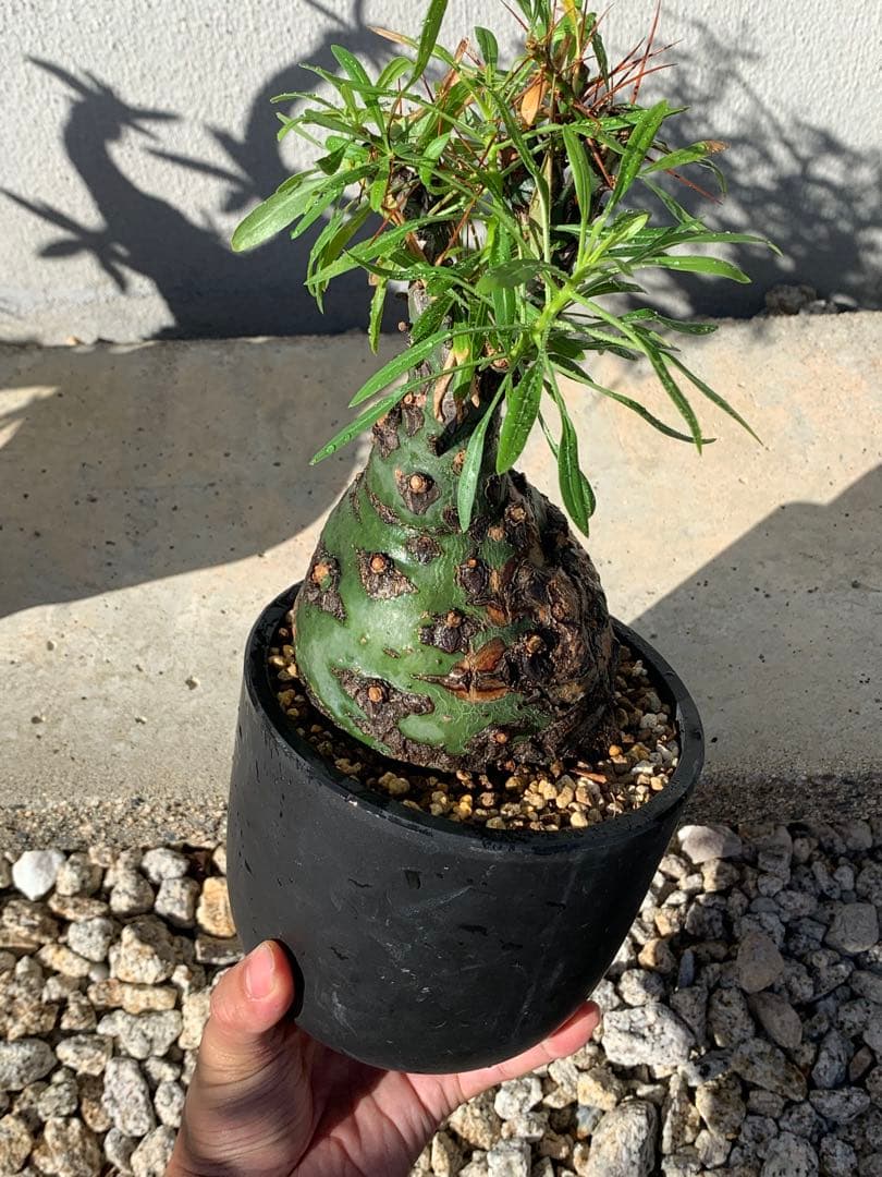 フォークイエリア プルプシー GC①