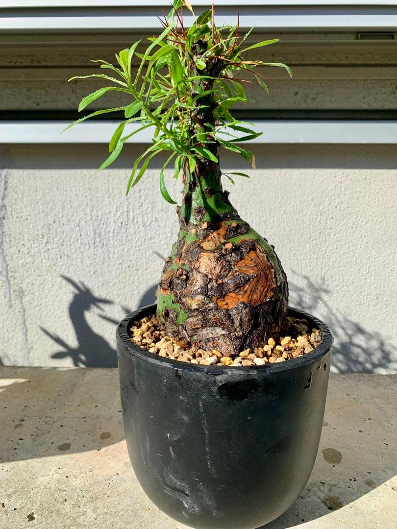 フォークイエリア プルプシー GC①