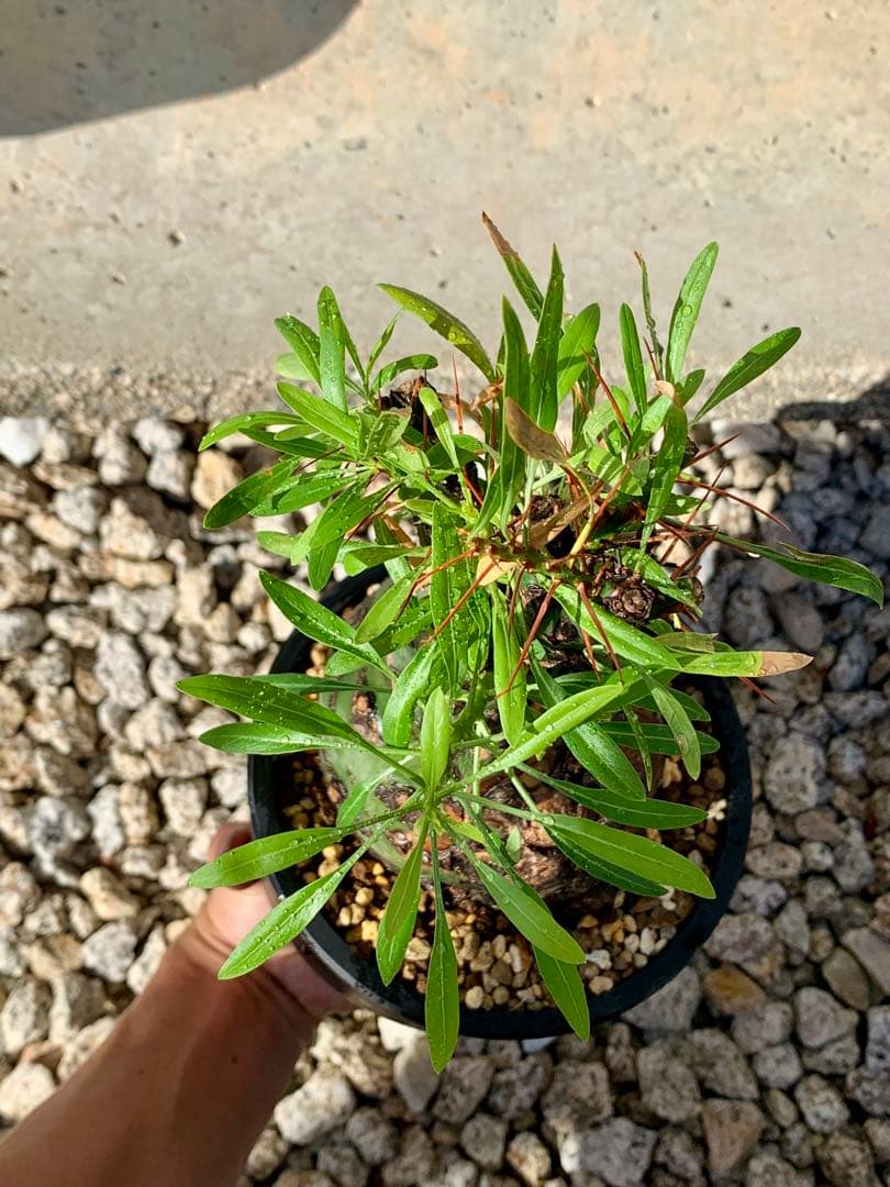 フォークイエリア プルプシー GC①