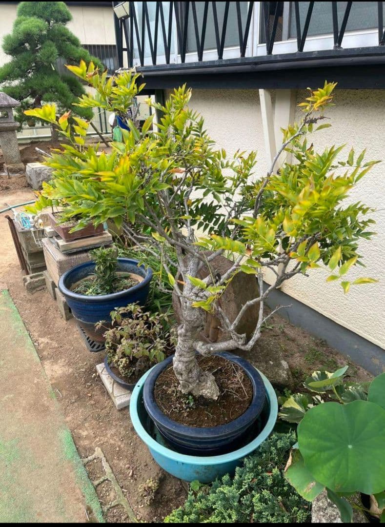 藤 樹齢３０年 藤の花 盆栽