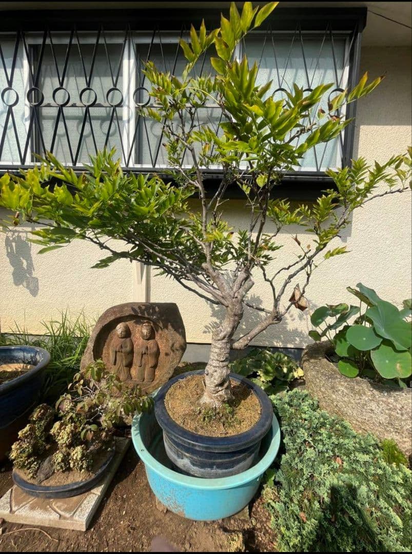 藤 樹齢３０年 藤の花 盆栽