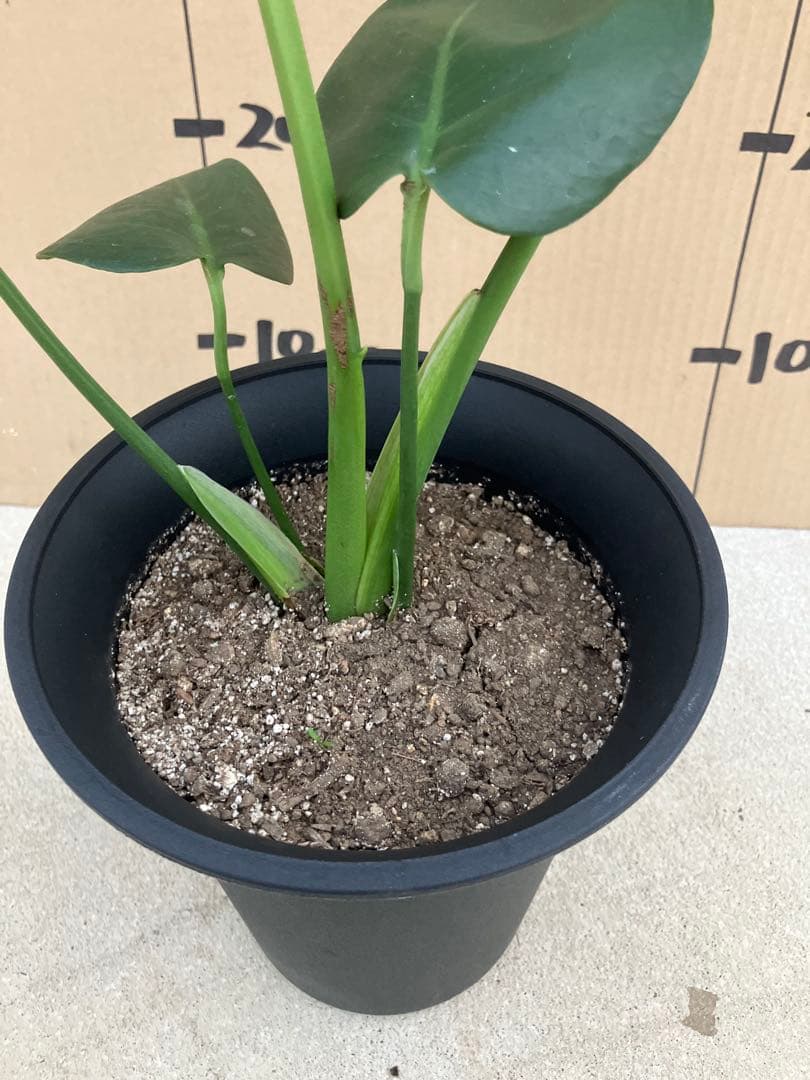 モンステラ　デリシオーサ実生株　斑入り　変異株丸葉　2鉢セット