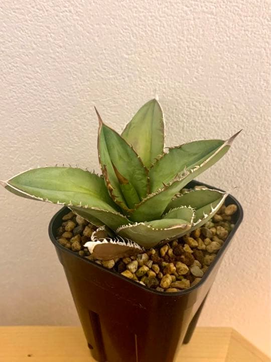 チタノタ　ルナ　LUNA