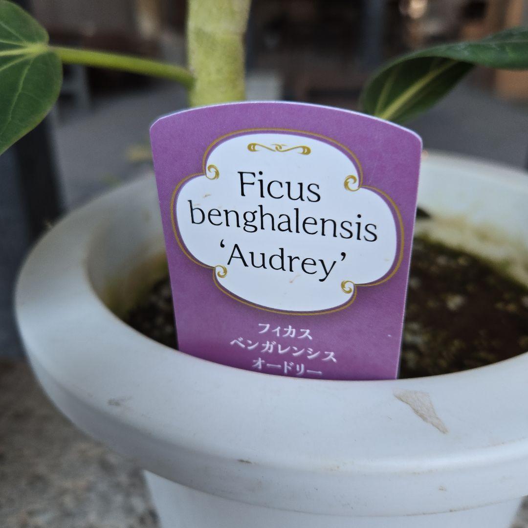 ⑭　フィカス　ベンガレンシ　オードリー曲がり仕立て　7号　最高等級
