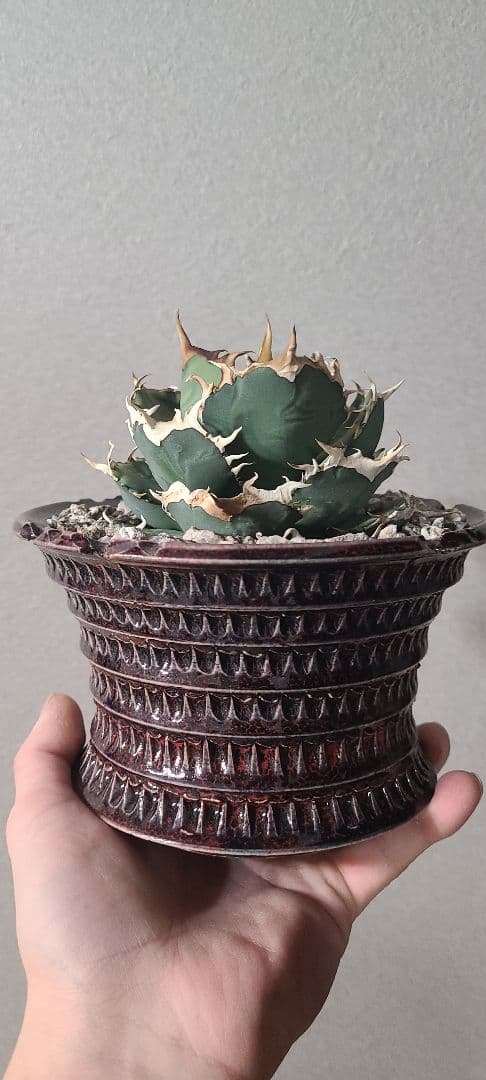 [最終値下げ]アガベ チタノタ 烈焔 レツエン