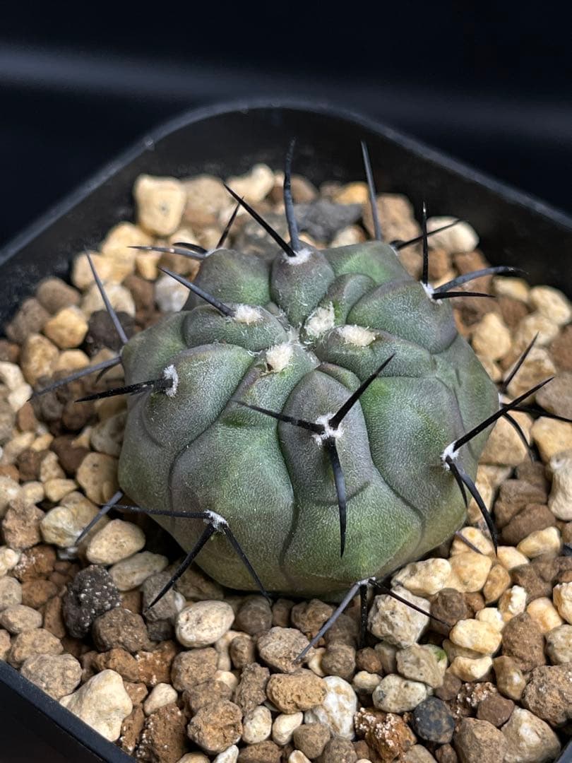 EMP コピアポア 黒王丸 実生 / CT755