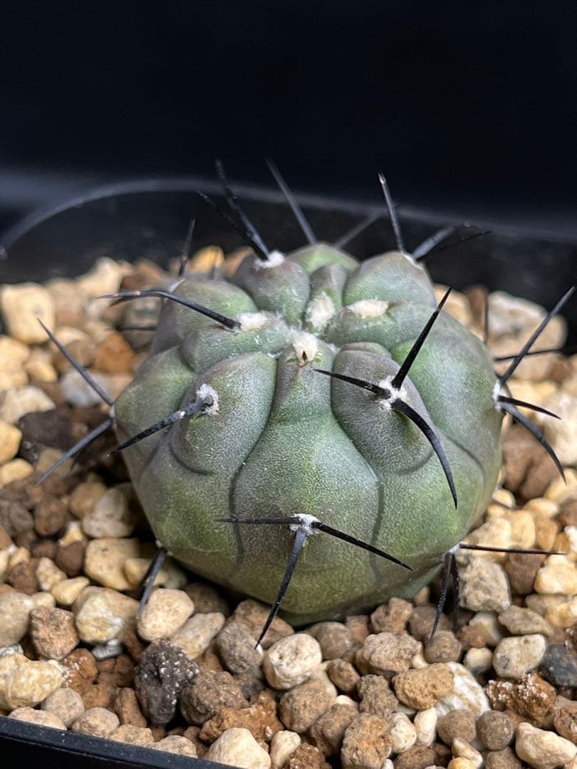 EMP コピアポア 黒王丸 実生 / CT755