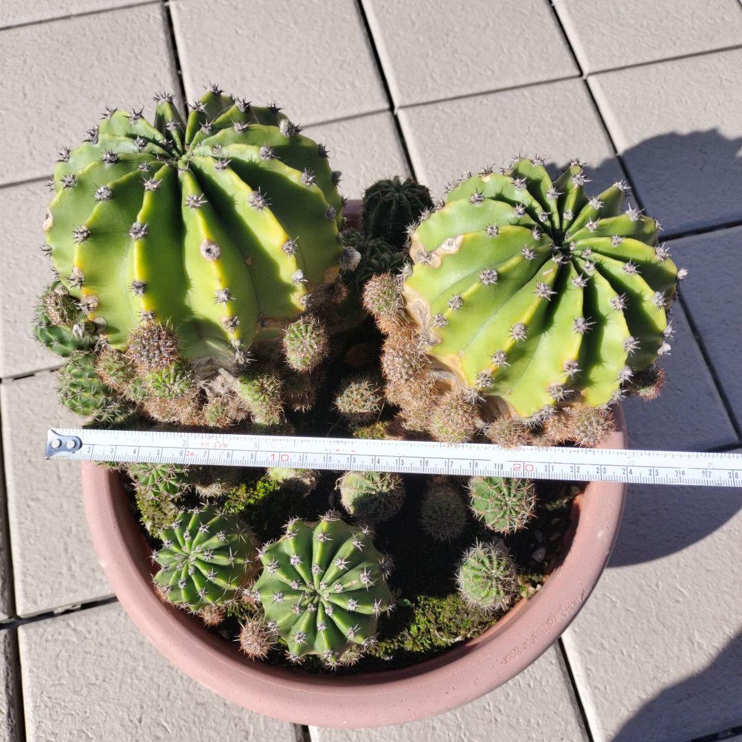 短毛丸　寄せ植え