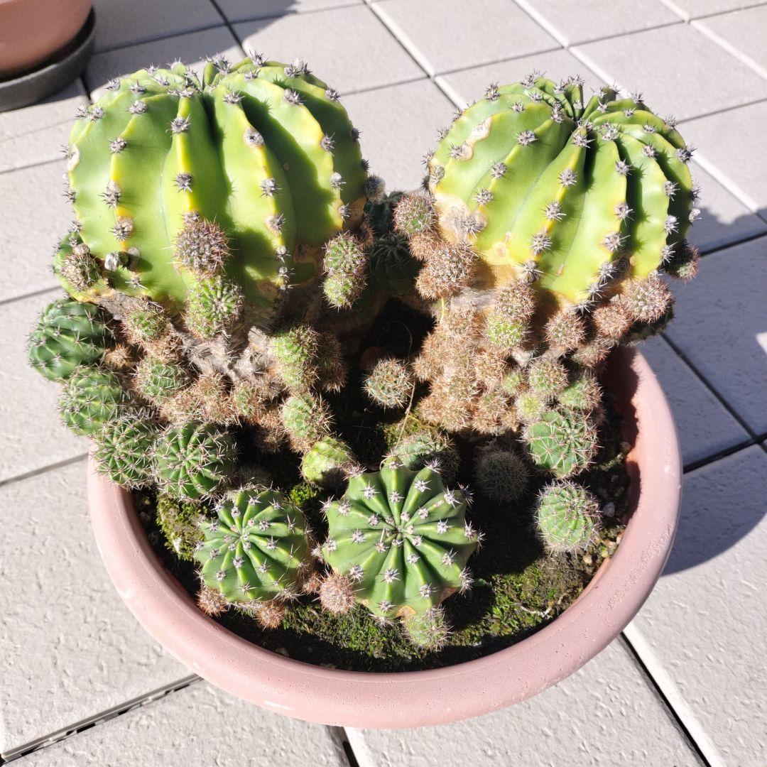 短毛丸　寄せ植え