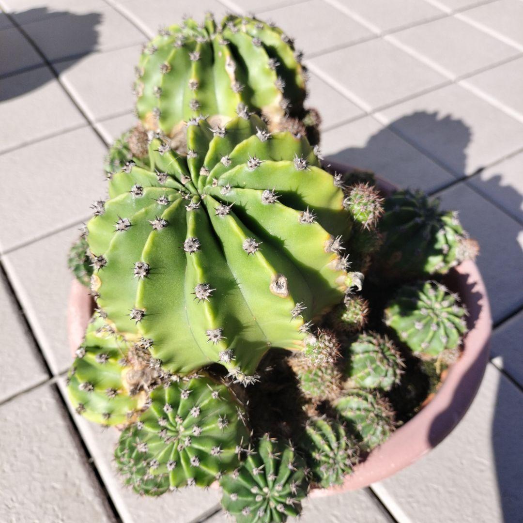 短毛丸　寄せ植え