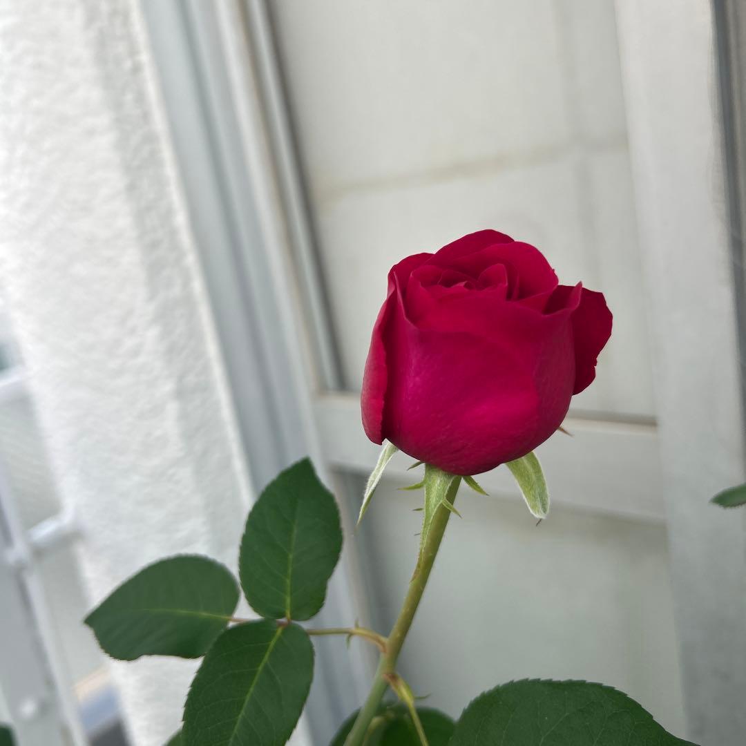 イングリッシュローズ接木大苗　イエローアンブリッジセット