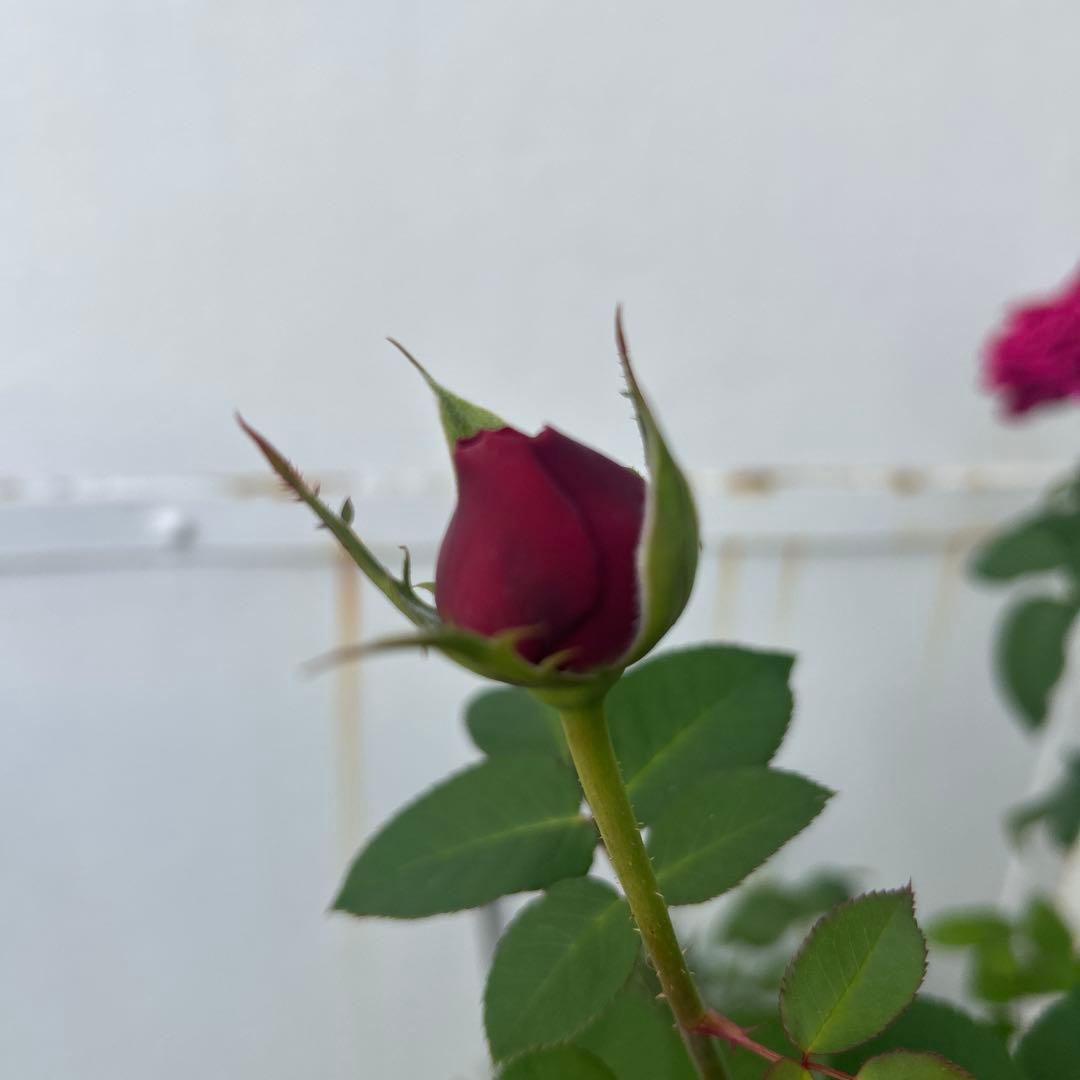 イングリッシュローズ接木大苗　イエローアンブリッジセット